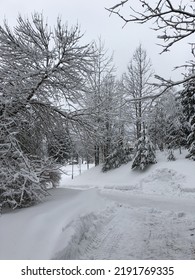 Snowy Winter In A Nordic Forest