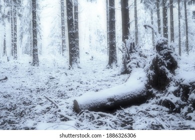 Snowy winter scene in a cold forest in the Eifel