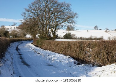 Snowy Winter Scene; Leafless Trees And Snowy Landscape In Rural Shropshire, UK