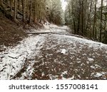 Snowy woods of Marysville Washington 