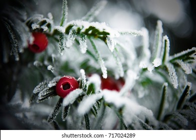 snowy yew