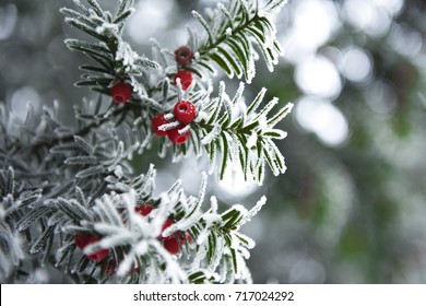 snowy yew
