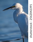 Snoy Egret closeup with ocean water in the background