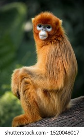 The Snub Nosed Monkey Portrait