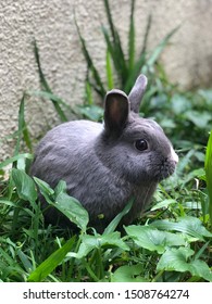 Snuggle Up With Some Fluffy Bunny 