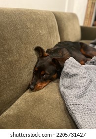 Snuggled Up On The Couch 