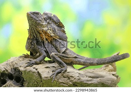 Soa Payung also known as the frilled lizard or frilled dragon is showing a threatening expression. This reptile has the scientific name Chlamydosaurus kingii. 
