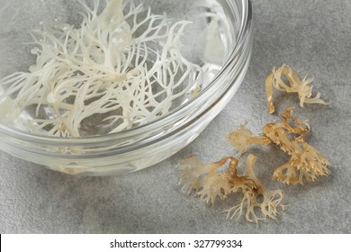 Soaked Irish Moss In A Bowl