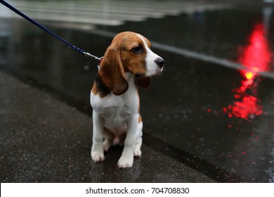 Soaked through young beagle dog sit on wet asphalt, look beside. Pensive black eyes and long soft ears. Cute small doggy stay in light but long rain