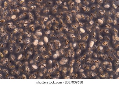 Soaking Chia Seeds Macro Background