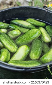 Soaking Cucumbers In Ice Cold Water For 4 To 5 Hours Before Pickling Gives Nice Crisp Pickles. Home Food Hack.