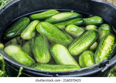 Soaking Cucumbers In Ice Cold Water For 4 To 5 Hours Before Pickling Gives Nice Crisp Pickles. Home Food Hack.