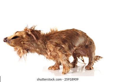 Soaking Wet Dog, Shaking Dog. Studio Isolated, Focus On The Nose.