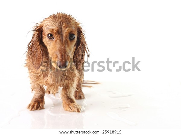 Soaking Wet Puppy Looking Very Unhappy Stock Photo Edit Now