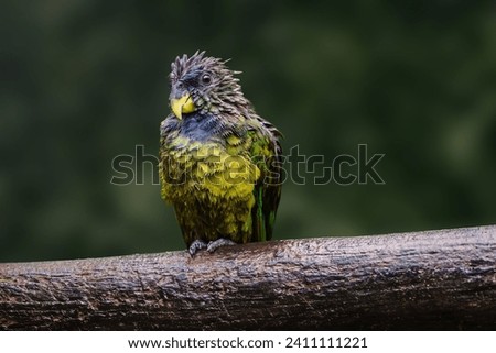 Soaking Wet Scaly-headed parrot (Pionus maximiliani)