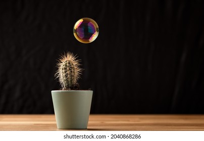Soap bubble floating on air close to cactus  succullent on black background. Risk, danger, fragility concept. - Shutterstock ID 2040868286