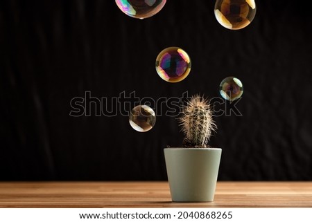Soap bubble floating on air close to cactus  succullent on black background. Risk, danger, fragility concept.