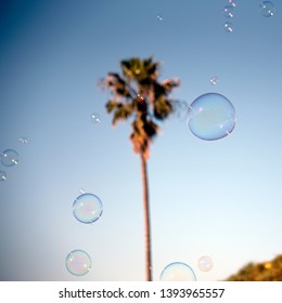 Soap bubbles in front of a palm tree in California