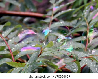Soap bubbles on the branches of a tree close up