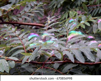 Soap bubbles on the branches of a tree close up