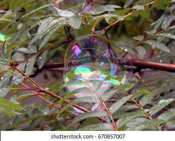 Soap bubbles on the branches of a tree close up