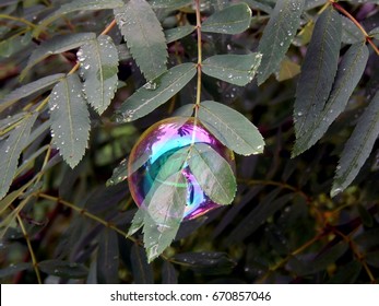 Soap bubbles on the branches of a tree close up