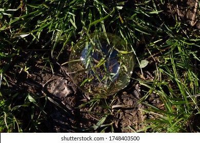 soap bubbles on grass close-up lit by the sun - Powered by Shutterstock