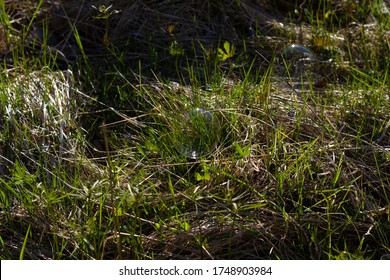 soap bubbles on grass close-up lit by the sun - Powered by Shutterstock