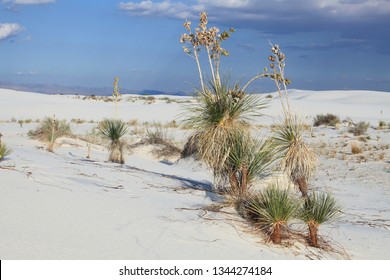 179 Soap Tree Yucca Images, Stock Photos & Vectors | Shutterstock