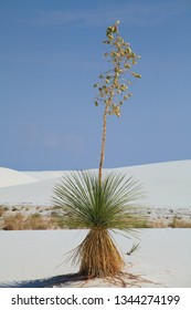 Soap Tree Yucca