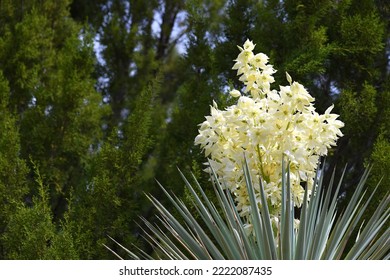 Soap Tree Yucca Flowers In Late Summer