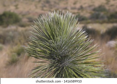 Soaptree Yucca (yucca Elata) (cactus)