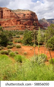 Soap-tree (Yucca Elata)  At Red Mountains In Sedona, Arizona, U.S.A.