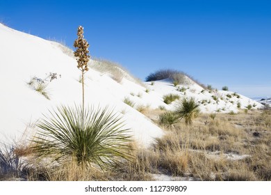 Yucca White Sands National Park Yucca Stock Photo 446083324 