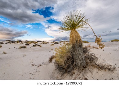 Soaptree Yucca (Yucca Elata) At White Sands National Monument