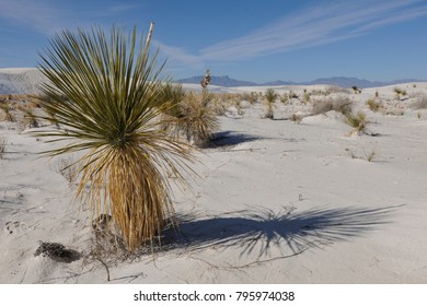 Soaptree Yucca (Yucca Elata), White Sands, NM