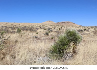 Soaptree Yucca With Mountain In The Background On The Davis Mountains Loop In West Texas