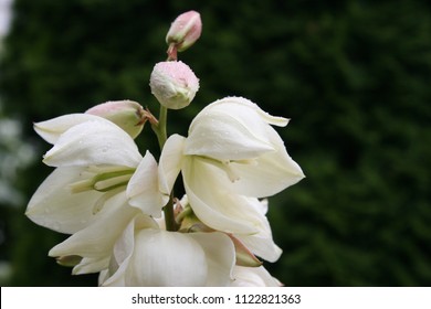 Soaptree Yucca Or Soapweed Or Palmella (Yucca Elata) White Flowers Close Up