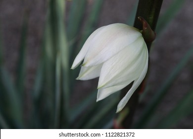 Soaptree Yucca Or Soapweed Or Palmella (Yucca Elata) White Flowers Close Up