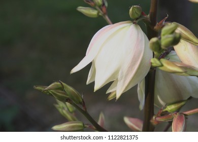 Soaptree Yucca Or Soapweed Or Palmella (Yucca Elata) White Flowers Close Up