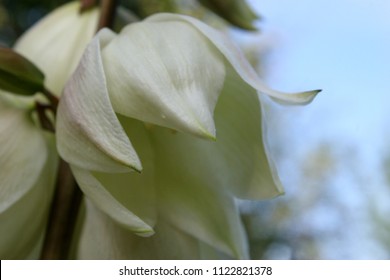 Soaptree Yucca Or Soapweed Or Palmella (Yucca Elata) White Flowers Close Up