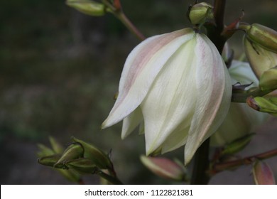 Soaptree Yucca Or Soapweed Or Palmella (Yucca Elata) White Flowers Close Up