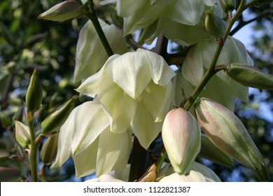 Soaptree Yucca Or Soapweed Or Palmella (Yucca Elata) White Flowers Close Up