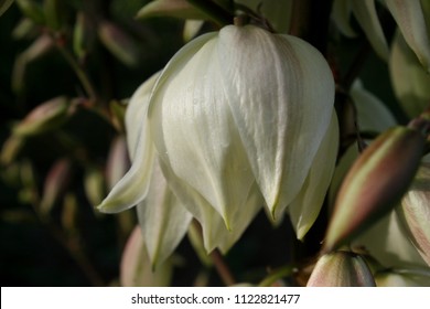 Soaptree Yucca Or Soapweed Or Palmella (Yucca Elata) White Flowers Close Up