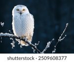 Soar with a snowy owl over a winter forest, where the serene beauty of the snowy landscape meets the grace of the owl in flight.