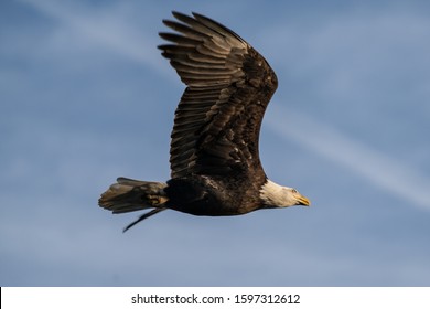 Soaring bald eagle with good under wing view
