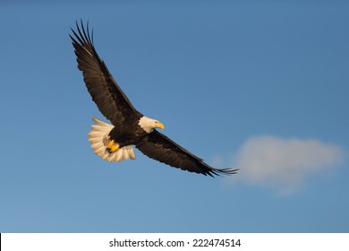 Soaring Bald Eagle At Homer Alaska