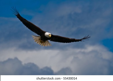 Soaring bald eagle looking down