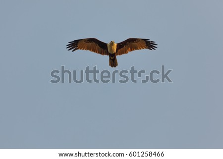 Similar – Awesome bird of prey in flight