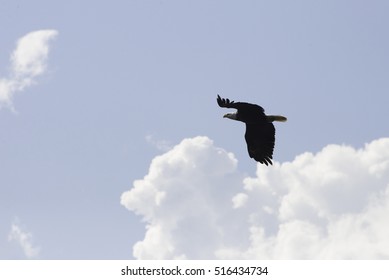 Soaring Eagle 2